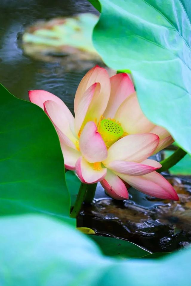 「荷」你同行，相約成大