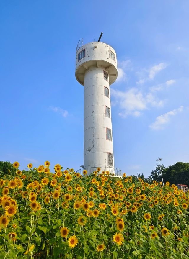 武漢閨蜜遊：入住亞朵X酒店嘅快樂時光&江灘金色花海