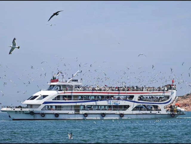 威海海驢島| 被十萬隻海鷗包圍係咩體驗？