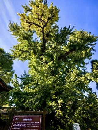The secluded beauty of Yunxiu and Songtao—Qinglong Mountain Scenic Area in Luanzhou City