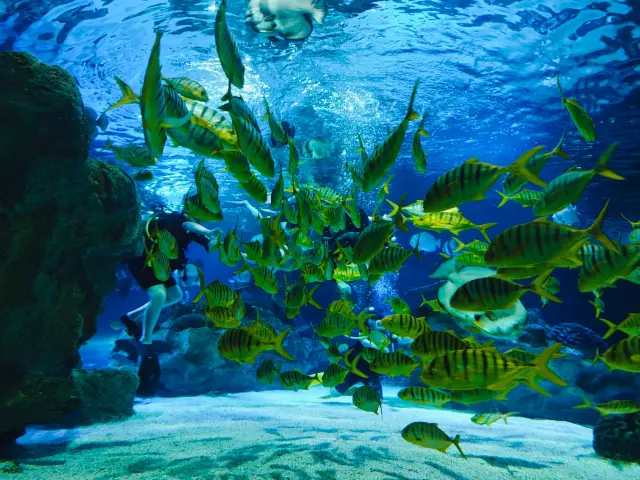 Dive into the Azure Wonderland! Beijing Fuguo Underwater World Guide