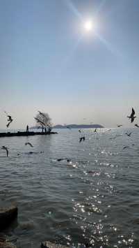 夕陽下與海鷗共舞