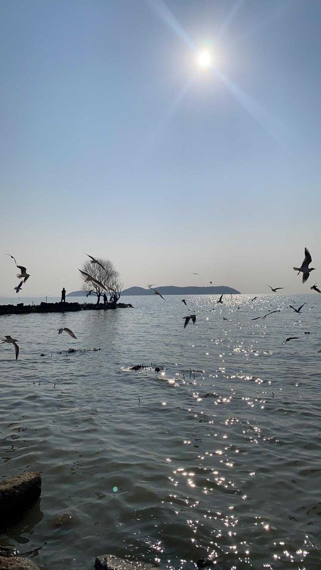 夕陽下與海鷗共舞