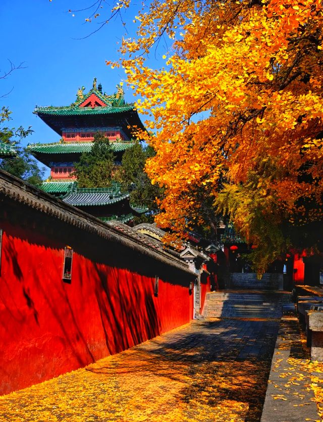 金色童話·禪意靜心｜來嵩山少林遇見最美金秋