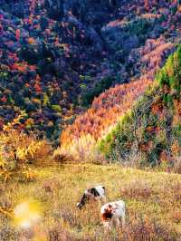 川西的秋天！比起九寨溝，我更愛這免費彩林！