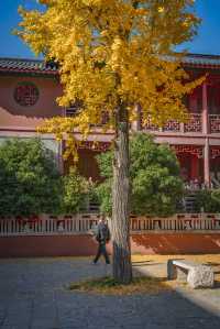 南京毗盧寺的秋天太美了附拍照打卡攻略路線