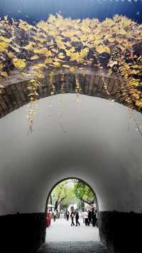 秋日去小雁塔感受歷史的厚重與自然和諧交融吧