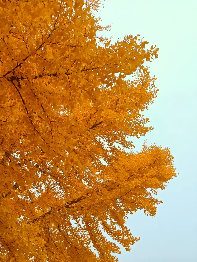 銀杏大道真的太美了，但人！也太多了