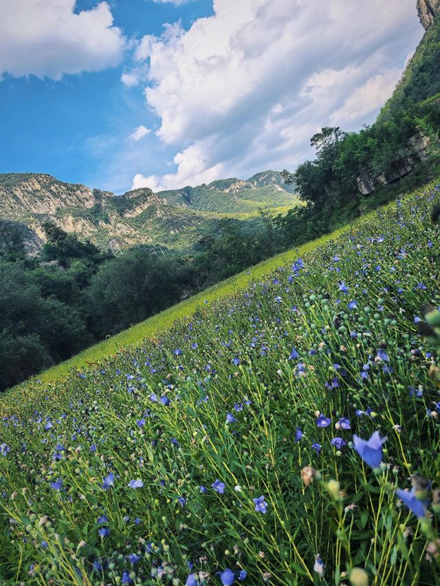 新鄉私藏！0.5h直達的紫色花海，治癒所有不開心