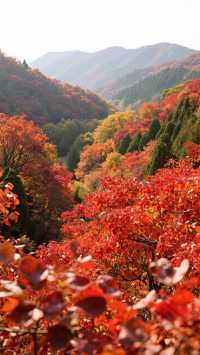 紅葉谷_您值得一去的地方!來了定不後悔!