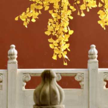 🍁주총 공원, 자금성보다 아름다운 은행나무 벽담