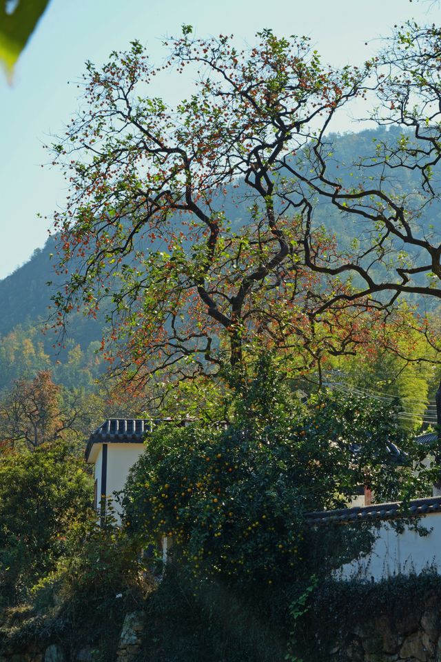 湖北羅田甜柿秘境500年古柿樹王等你來打卡！