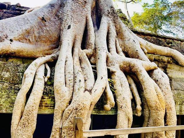 探秘@柬埔寨吳哥窟