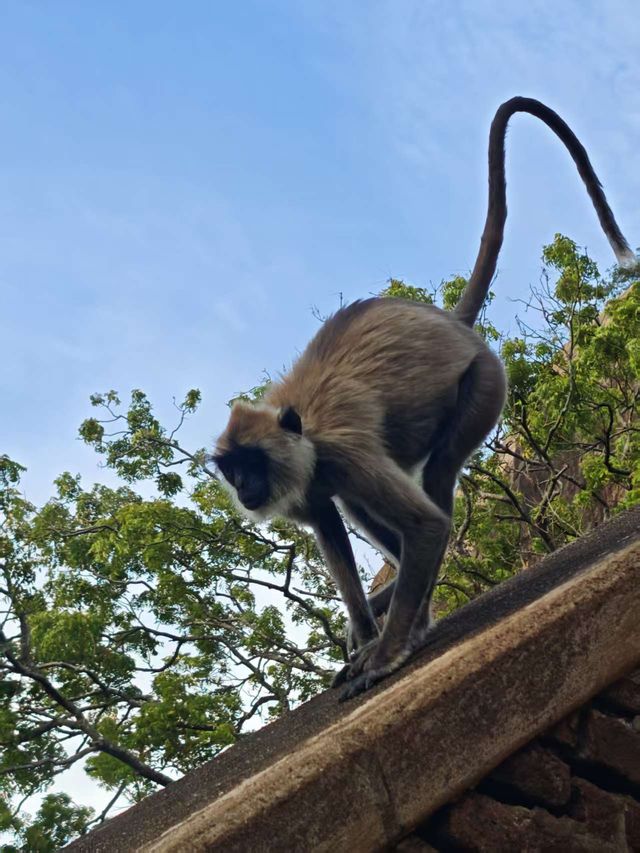免簽斯里蘭卡7日遊 攻略速碼 免簽斯里蘭卡7日遊 攻略速碼