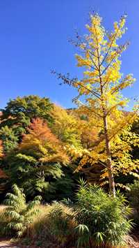 逃離人海！私藏永嘉東爐村柿子秘境人少仲要免費！