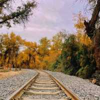 新疆胡楊林公園景區3天2夜5000元旅遊攻略