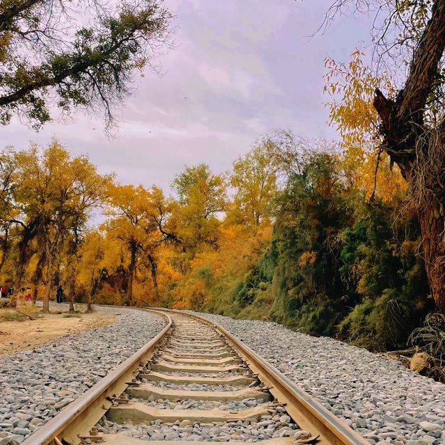 新疆胡楊林公園景區3天2夜5000元旅遊攻略