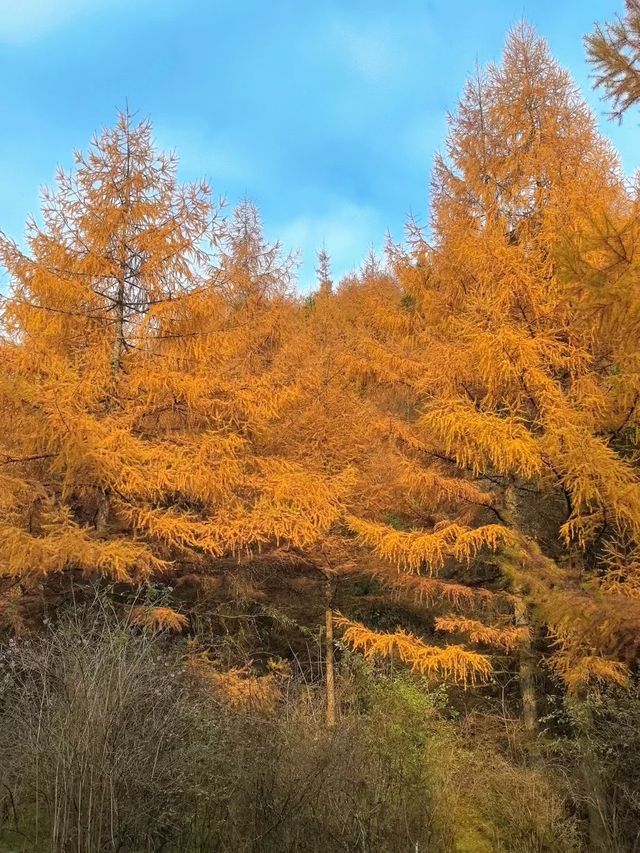 秋色森林裡的山羊牧場