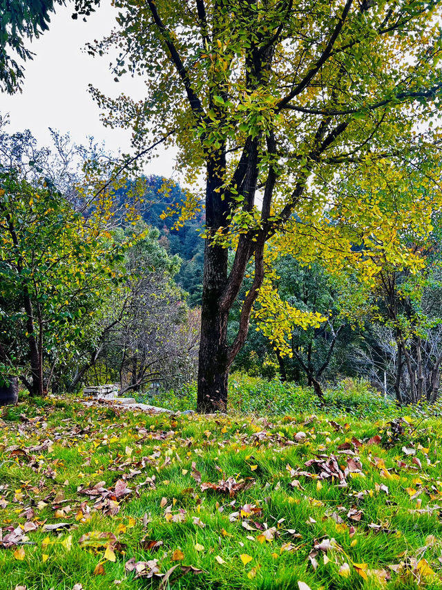 🍂 A Quiet Afternoon at Ziwei Mountain Villa 🍂 A Quiet Afternoon at Ziwei Mountain Villa