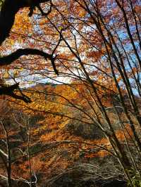 勉縣秋色的隱秘角落！雲霧山徒步解鎖神仙瀑布   必衝理由：  紅葉與瀑布的視覺暴擊！無人