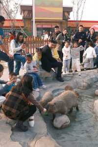 宿遷森迪自駕封神!開著車闖進動物狂歡局