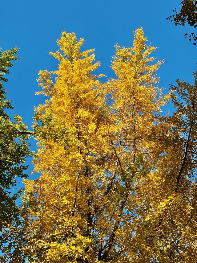 漫步詩歌裡成都浣花溪公園的神仙玩法