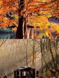 一句梧桐美，種滿南京城