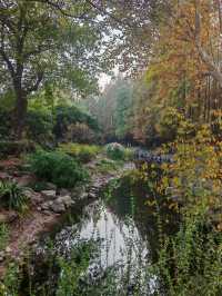 魔都植物園必看攻略櫻花季省時省力玩法