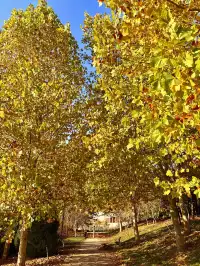 秋意正濃｜石家莊中心湖公園