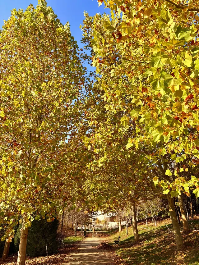 秋意正濃｜石家莊中心湖公園