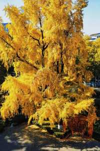 南京賞秋倒數最後10天必打卡的絕美秋色攻略