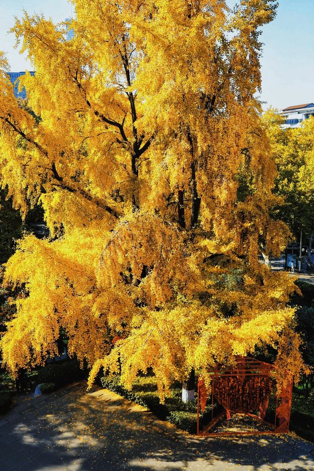 南京賞秋倒數最後10天必打卡的絕美秋色攻略 南京賞秋倒數最後10天必打卡的絕美秋色攻略