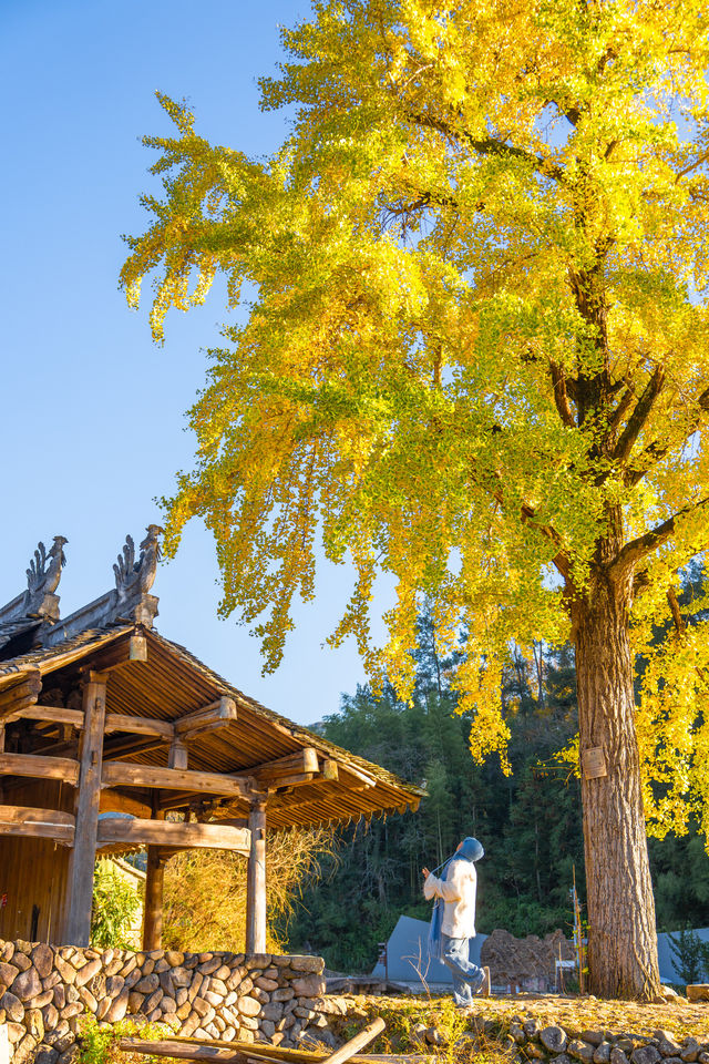 溫州百年銀杏樹已黃且牢固 溫州百年銀杏樹已黃且牢固