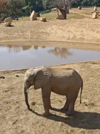 龍之夢動物世界剛回