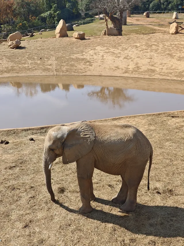 龍之夢動物世界剛回