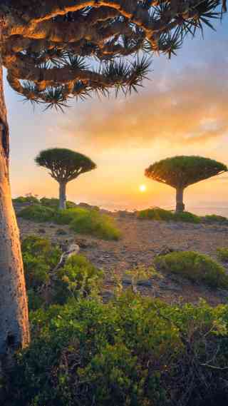 2026 Recommended Flower viewing in Yemen (Updated July)| Trip Moments