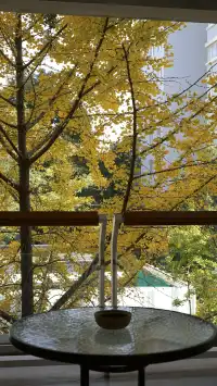 11月28日實況!局門路銀杏濃度已達85%