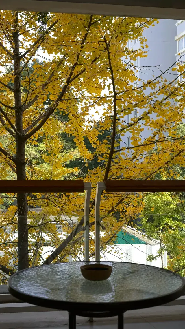 11月28日實況!局門路銀杏濃度已達85% 11月28日實況!局門路銀杏濃度已達85%