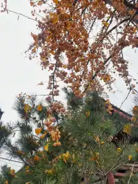 唐山｜河套老街震撼到我了