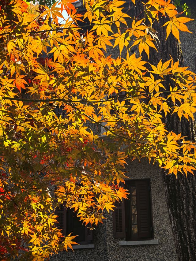 申城賞秋正當時 申城賞秋正當時