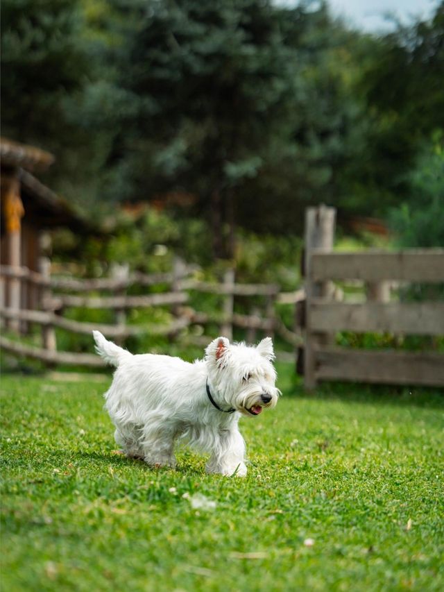 帶狗子去川西「小瑞士」阿布的若丁山|誰說川西只有稻城