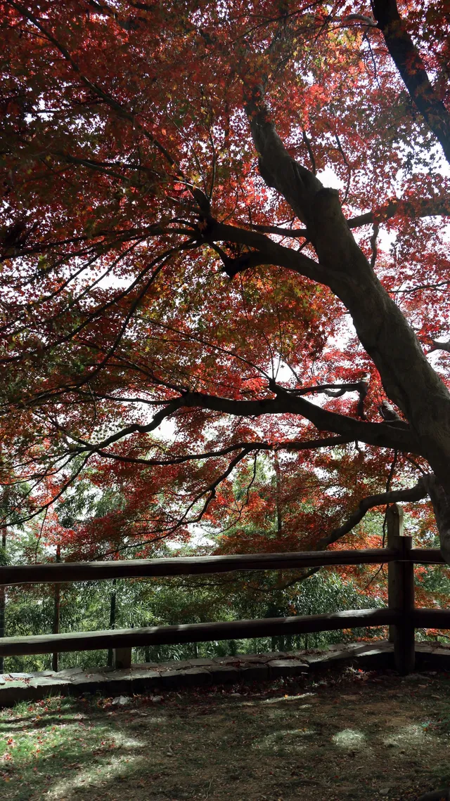 實況莫干山上的紅楓葉，美得走不動路