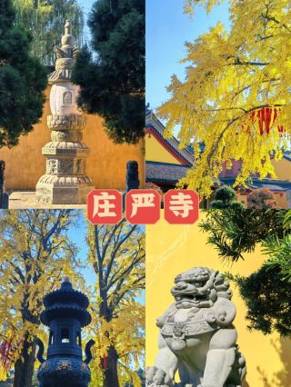 The ginkgo secret realm of Zhuangyan Temple in the Magic City is glowing golden after 500 years!