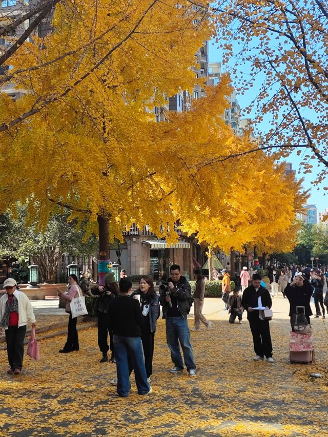 12.9live黃金城道銀杏實拍