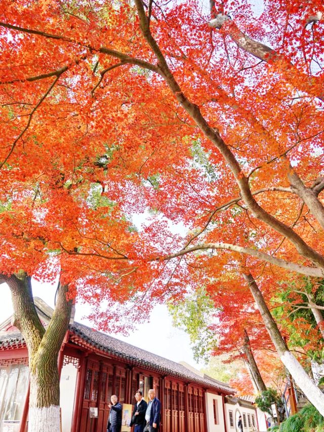 嘉興南湖賞楓指南！紅透半邊天的秋日浪漫