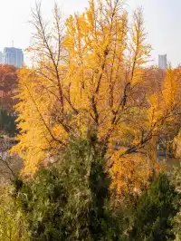 去逍遙津務必上逍遙閣中式秋景太絕了