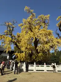 南京千年銀杏|原片直出無濾鏡