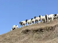 廣東-湖南極限兩天一夜