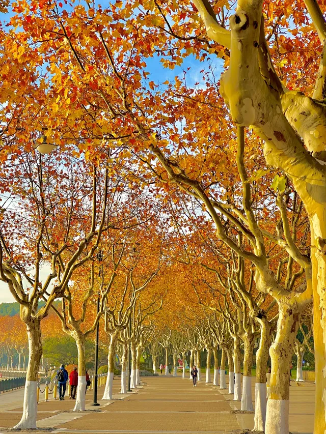 11.30號實拍 | 世紀公園梧桐大道拍照攻略