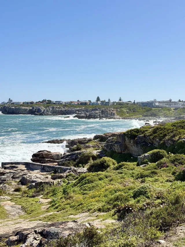 南非｜赫曼努斯-世界最佳陸地觀鯨地